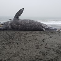 Gray Whale Found Washed Up on Agate Beach
