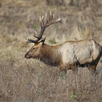 Debilitating Hoof Disease Found In Del Norte Elk