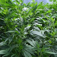 Hundreds of Humboldt Cannabis Felonies Reclassified as Misdemeanors