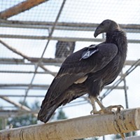 Condor A6 Joins Growing North Coast Flock in the Wild (with Video)