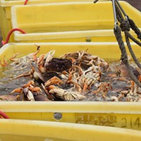 Local Commercial Crab Season Opener is Set