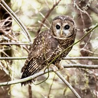 A Walk Among the Spotted Owls