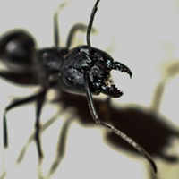 HumBug: Ants