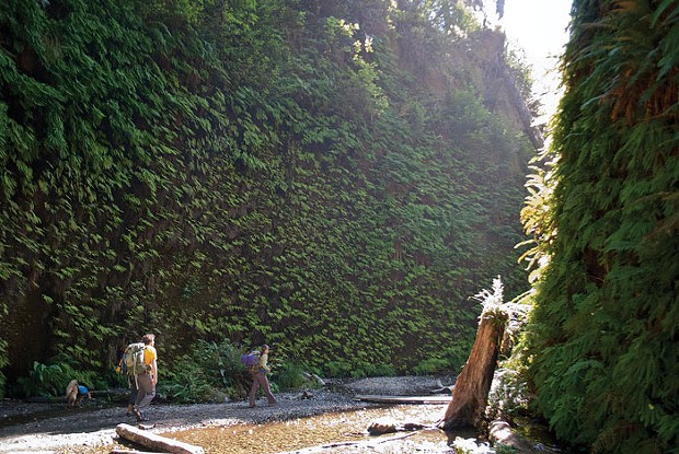 Hikes are magical in Fern Canyon. - FILE