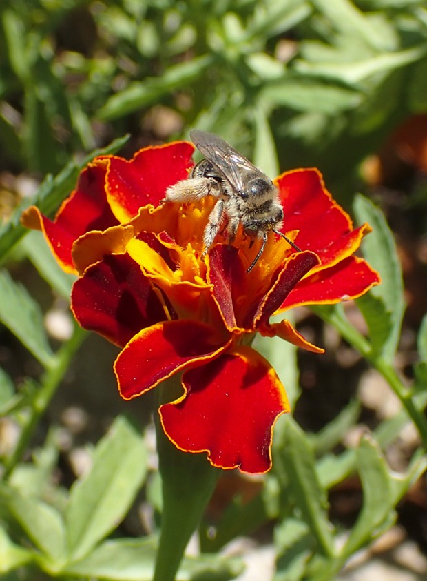 Genus Colletes fuels up on marigold. - PHOTO BY ANTHONY WESTKAMPER