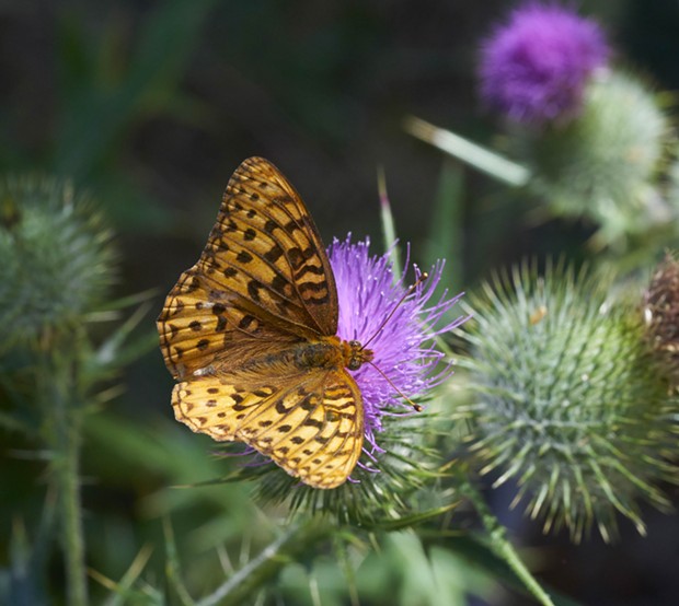 Fritillary on thistle. Likely a great spangled fritillary, there are several species with subtle differences. - PHOTO BY ANTHONY WESTKAMPER