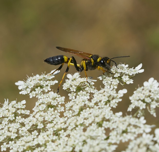 Yellow and black mud dauber nectars on Queen Anne's lace. - PHOTO BY ANTHONY WESTKAMPER