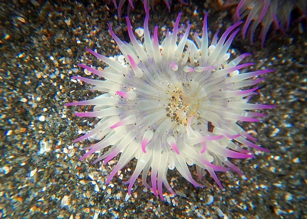 Pink-topped anemone. - PHOTOGRAPH BY MIKE, JULIE AND JEN KELLY