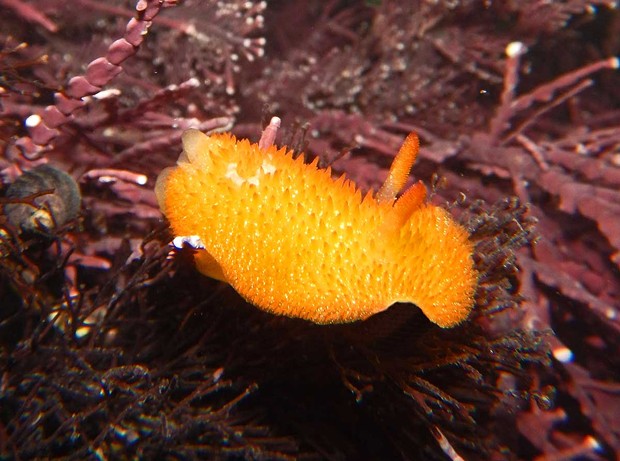 Yellow dorid sea slug. - PHOTOGRAPH BY MIKE, JULIE AND JEN KELLY