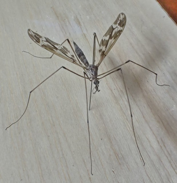 Crane fly rescued from the oblivion of my vacuum cleaner and given a new existence. - PHOTO BY ANTHONY WESTKAMPER