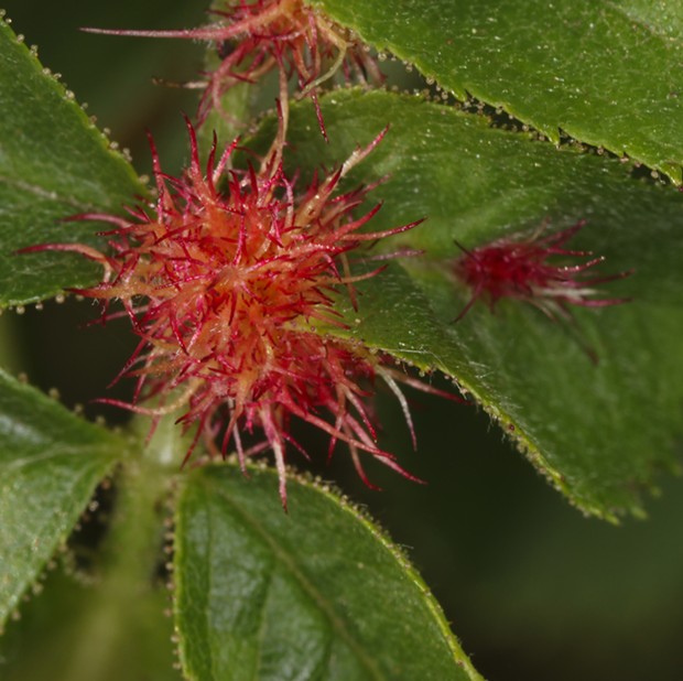 Robin's pincushion gall on the leaf axil of a wild rose. - PHOTO BY ANTHONY WESTKAMPER