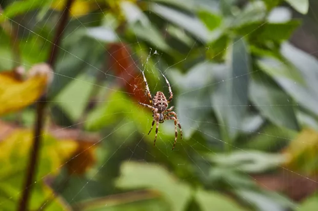 HumBug: Halloween Ro