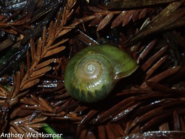 Glow worm dining on snail and lighting up its shell. - PHOTO BY ANTHONY WESTKAMPER