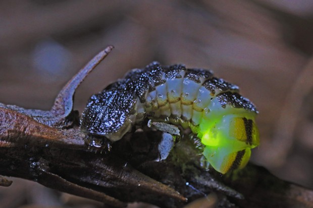 Female glow worm. - PHOTO BY ANTHONY WESTKAMPER
