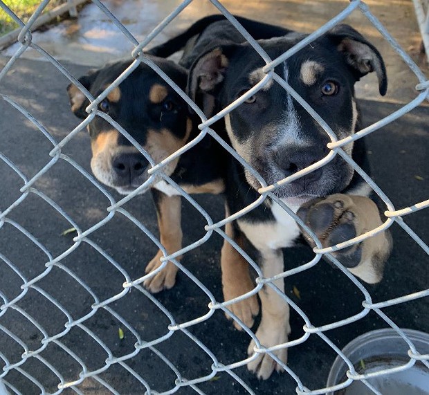 These two puppies were stolen from Miranda's Rescue. - HCSO