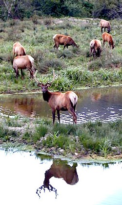 The California Department of Fish and Wildlife is investigating a elk poaching case. - FILE