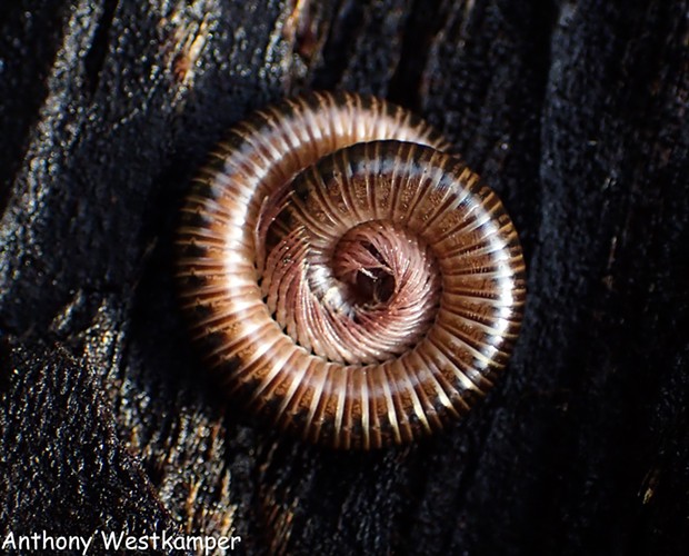 A large millipede curled into defensive position. - PHOTO BY ANTHONY WESTKAMPER