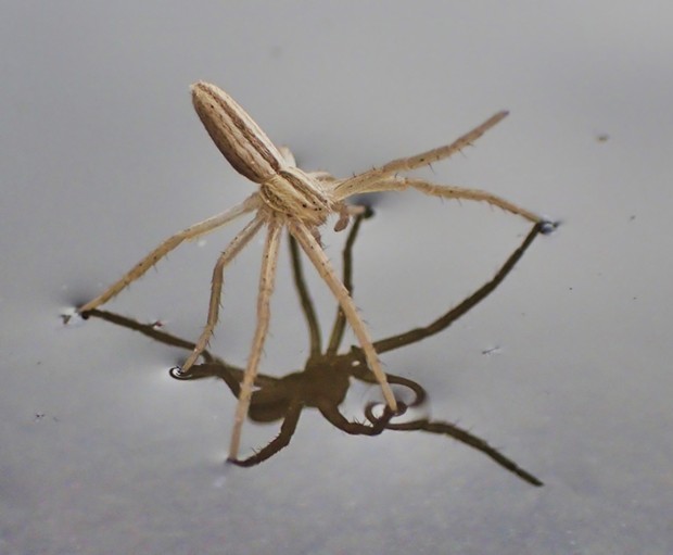 Slender crab spider, one leg up. - PHOTO BY ANTHONY WESTKAMPER