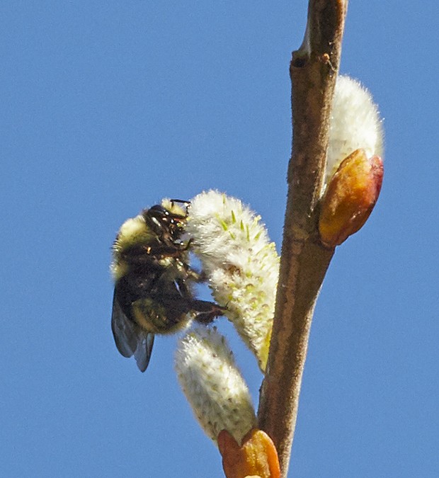 Bumblebee on willow catkin. - PHOTO BY ANTHONY WESTKAMPER