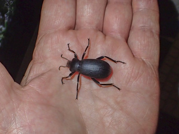Darkling beetle in hand shows they're big critters. - PHOTO BY ANTHONY WESTKAMPER
