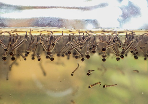 Mosquito larvae. - PHOTO BY ANTHONY WESTKAMPER