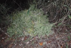 Marijuana found over an embankment of State Route 36 . - HCSO