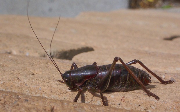 Male Mormon cricket in Nevada in 2004. - PHOTO BY ANTHONY WESTKAMPER