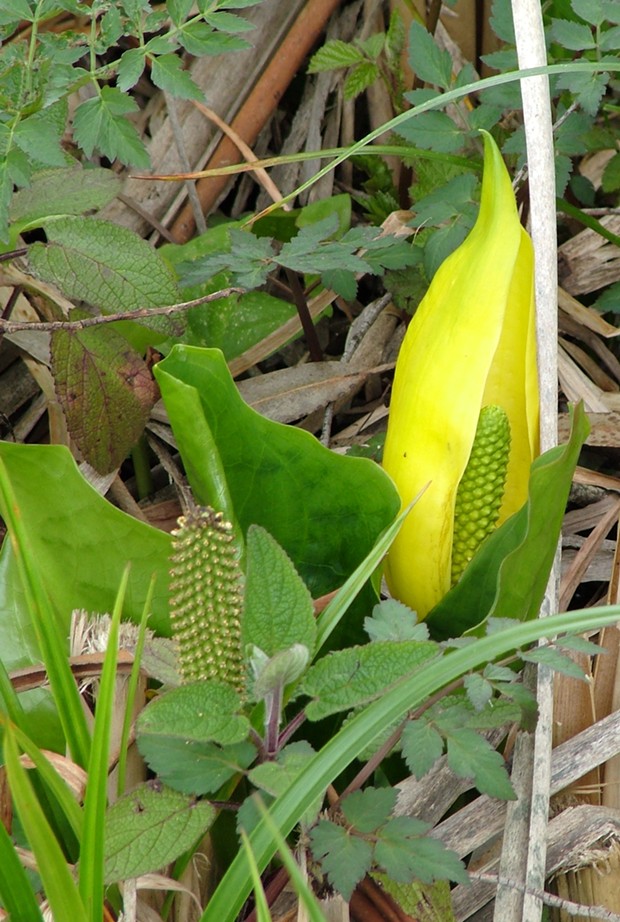 Skunk cabbage grows in swampy places. - PHOTO BY ANTHONY WESTKAMPER