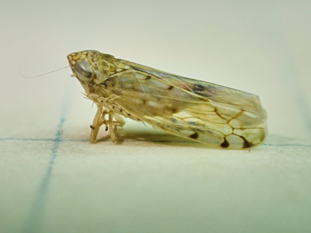 A Leaf Hopper, far from any leaves. - PHOTO BY ANTHONY WESTKAMPER