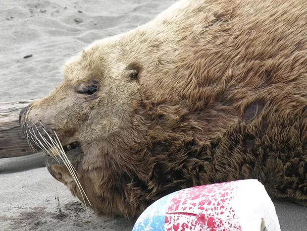Serene head of a Steller sea lion. - PHOTO BY MIKE KELLY