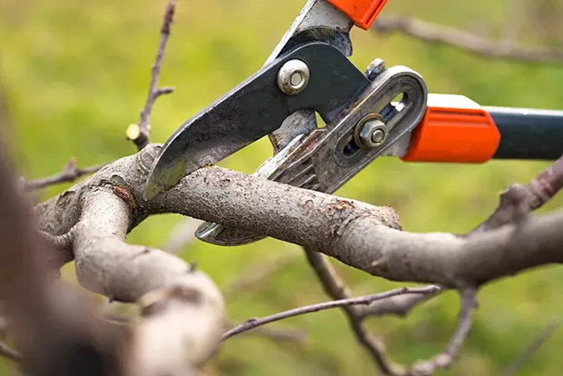 Pruning fruit trees during chilly-weather downtime. - SHUTTERSTOCK