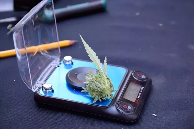 A bud sample sits waiting to be cut up and tested through a portable liquid chromatograph at the Humboldt Seed Co. farm near Orleans. - PHOTO BY THADEUS GREENSON