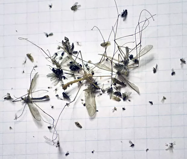 A month's worth of bugs from my kitchen light fixture. - PHOTO BY ANTHONY WESTKAMPER
