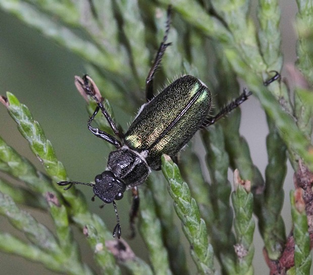 Green pine chafers are excellent fliers. - PHOTO BY ANTHONY WESTKAMPER