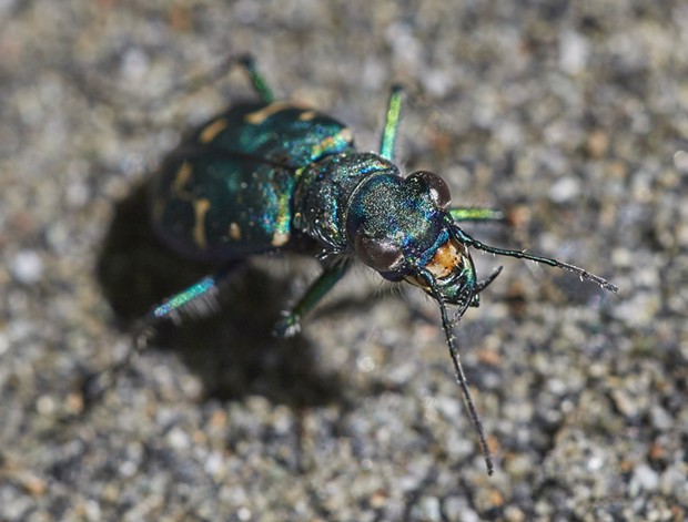 Oregon tiger beetle (Cicindela oregona oregona) displays a wicked set of chompers. - PHOTO BY ANTHONY WESTKAMPER