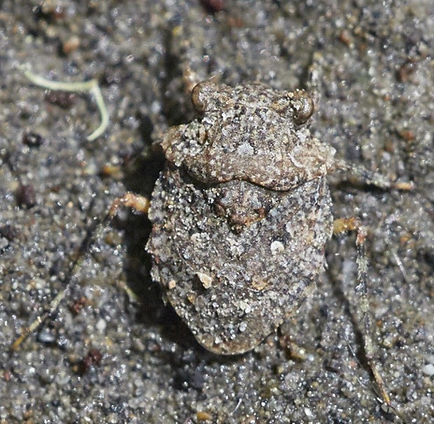 Toad bug (Gelastocoridae species) has extremely good camouflage on the sand where it can be found. - PHOTO BY ANTHONY WESTKAMPER