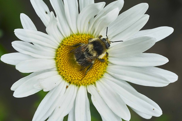 Bumblebee on daisy. - PHOTO BY ANTHONY WESTKAMPER