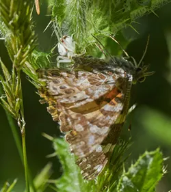 A painted lady butterfly captured by a crab spider. - PHOTO BY ANTHONY WESTKAMPER