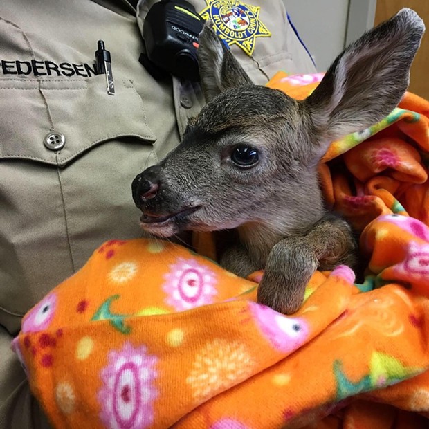 A young deer spent the morning at the sheriff's office after its mother was killed by a car.