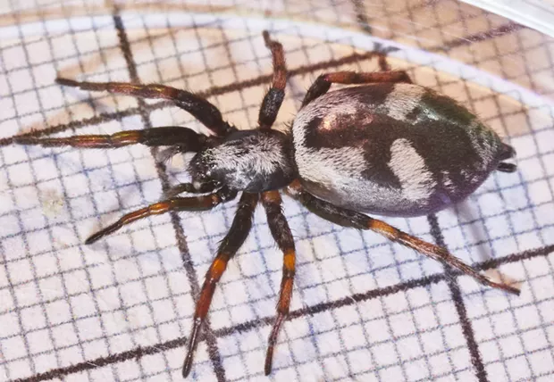 The small squares underneath this ground spider Sergiolus montanas are 1 millimeter. - ANTHONY WESTKAMPER