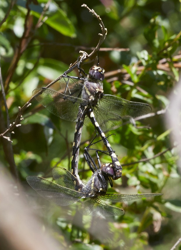 Marcomia magnifica, one of our largest dragonflies, can actually fly in this position - ANTHONY WESTKAMPER