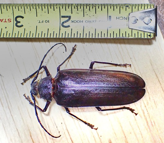 A California prionus beetle. - ANTHONY WESTKAMPER