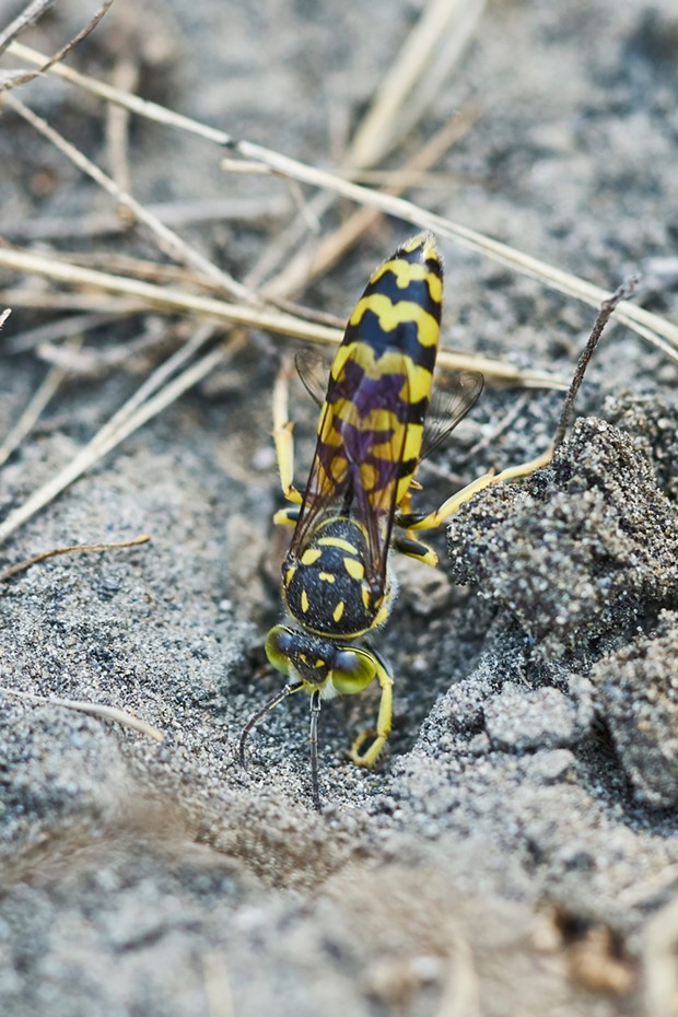 A sand wasp with her fly wings peeking out from behind her abdomen as she digs down to her offspring. - PHOTO BY ANTHONY WESTKAMPER