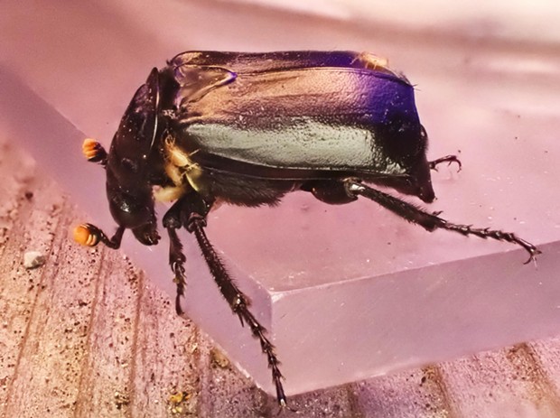 Like an entomological Uber nicrophorus beetle hosts traveling mites. - PHOTO BY ANTHONY WESTKAMPER