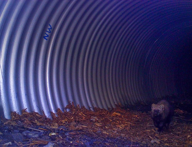 A rare Pacific fisher passes through an oversized culvert constructed specifically for wildlife west of Redding under State Route 299. - CDFW