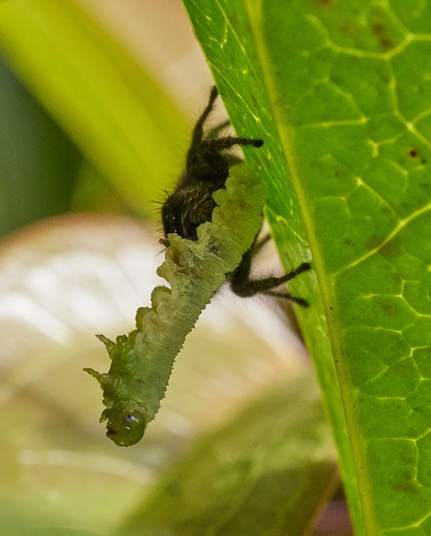 Jumping spider consumes a small caterpillar in my garden. - PHOTO BY ANTHONY WESTKAMPER