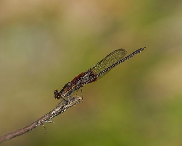 American rubyspot hides the brilliance of its wings. - PHOTO BY ANTHONY WESTKAMPER