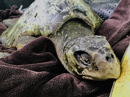 While Olive Ridley sea turtles typically weigh around 40 pounds, Donatello was emaciated when found, weighing in at an estimated 25 pounds. - ISHAN VERNALLIS