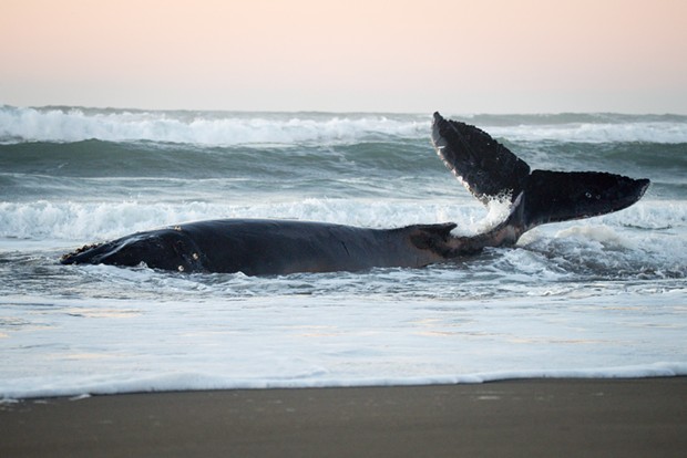 A humpback whale that was found beached just north of Samoa, California on Wednesday struggles in the surf. The whale had become tangled in fishing nets and a crab pot. - MARK MCKENNA
