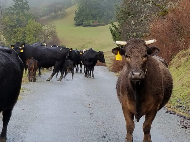 Cattle on Old Briceland Road will have to share their grazing ground with impatient travelers later this month. - PHOTO COURTESY OF MARIANNE ODISIO